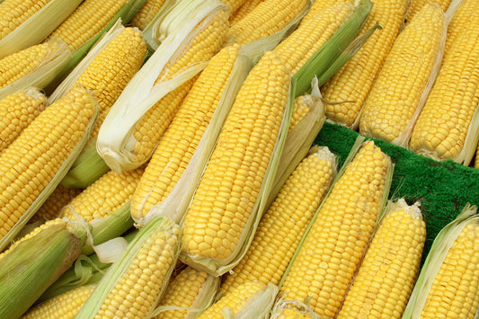 Sweet Corn (10kg) Pre-order
