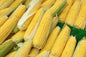 Sweet Corn (10kg) Pre-order